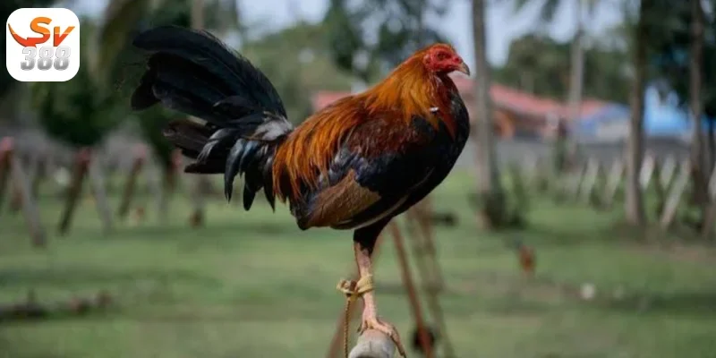 Đa dạng trận đá kê Thomo