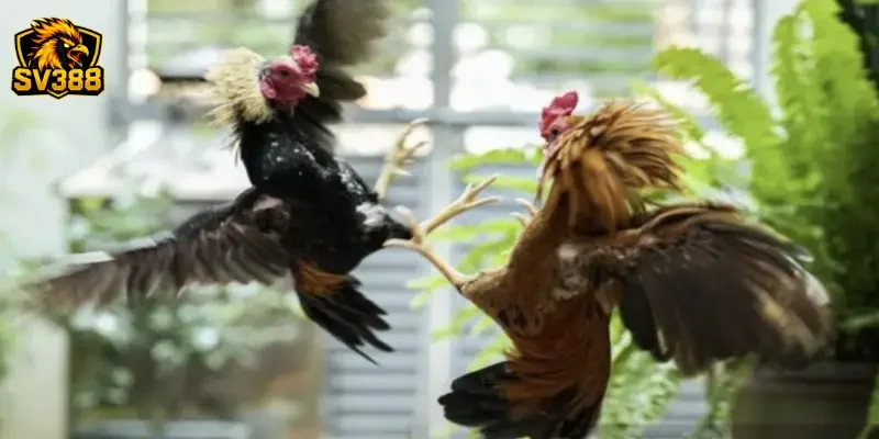 Tìm hiểu hình thức cược và cách đọc kèo gà đá SV388 cơ bản